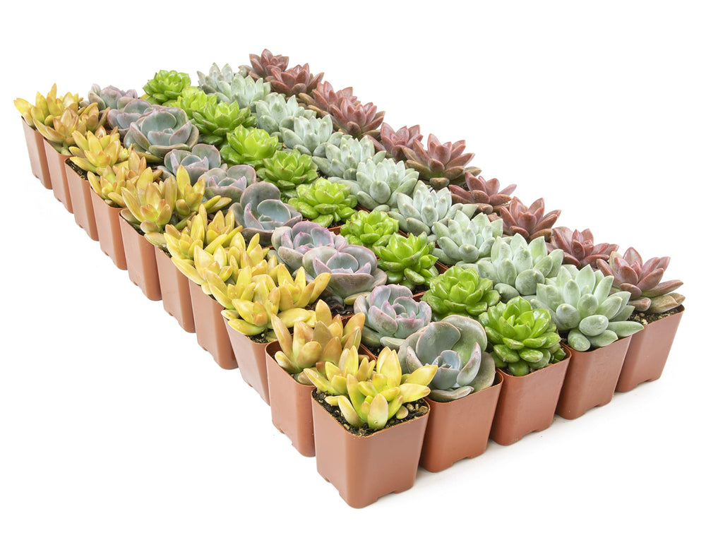 Plants for Pets succulents used as table centerpiece showcasing event-ready style