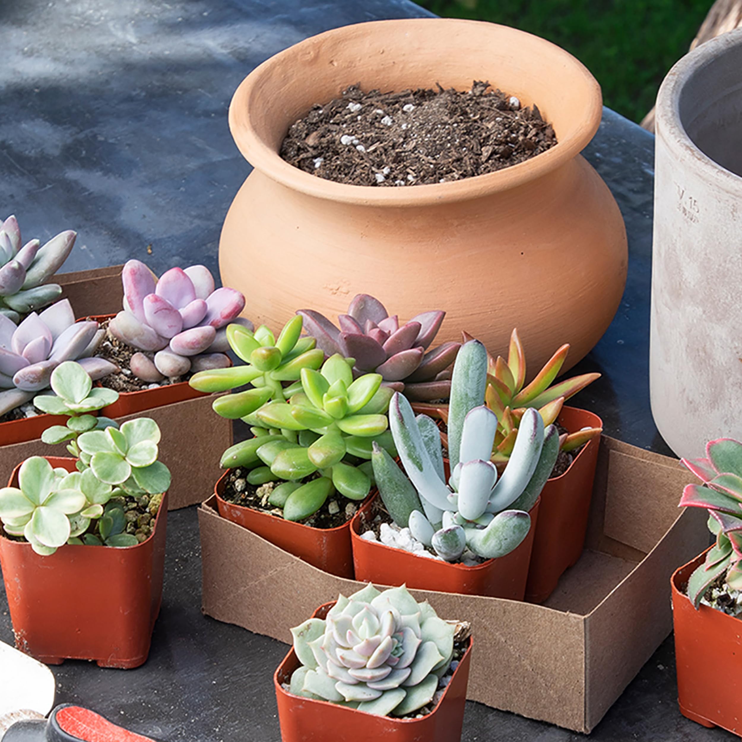 Plants for Pets top-view labeled pots showing ready-rooted plants for gifting