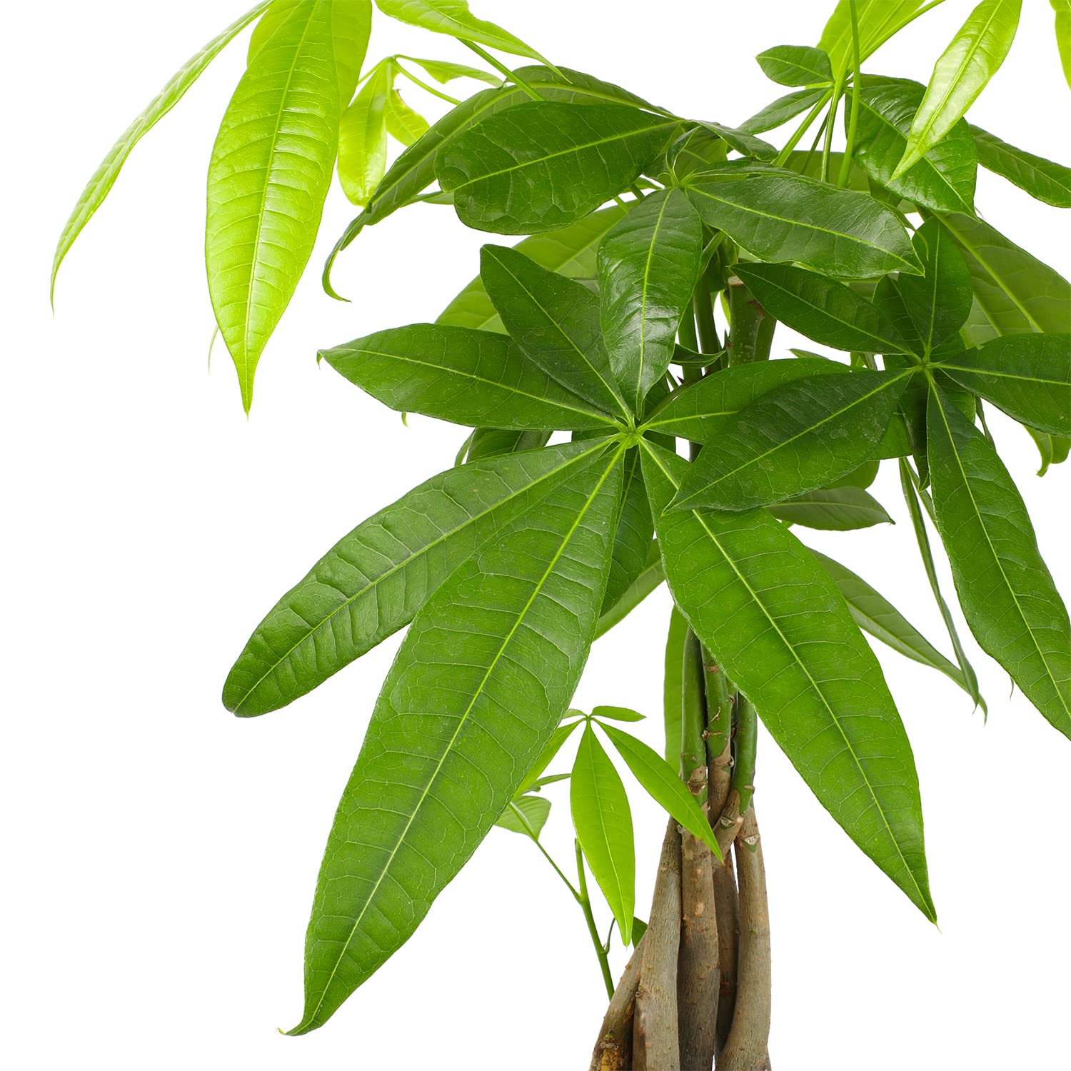 Plants for Pets close-up of braided trunk detail, highlights sturdy structure and charm