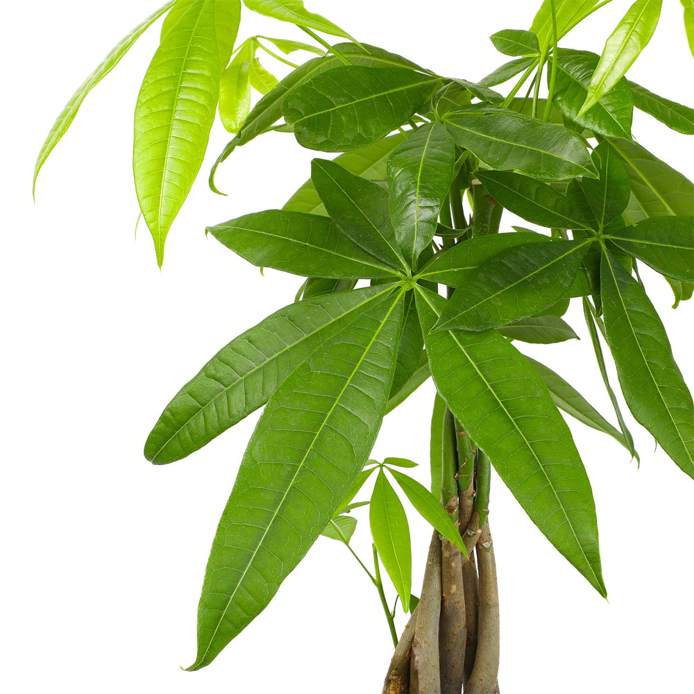 Plants for Pets close-up of braided trunk detail, highlights sturdy structure and charm
