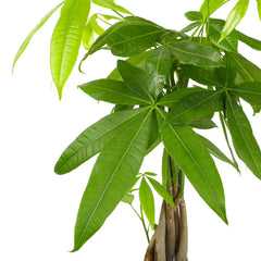 Plants for Pets close-up of braided trunk detail, highlights sturdy structure and charm