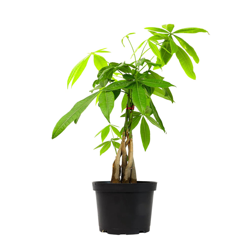 Plants for Pets money tree front view showing braided trunk and full foliage, enhances decor