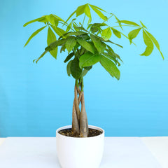 Plants for Pets leaf texture close-up, showing glossy leaves and healthy growth