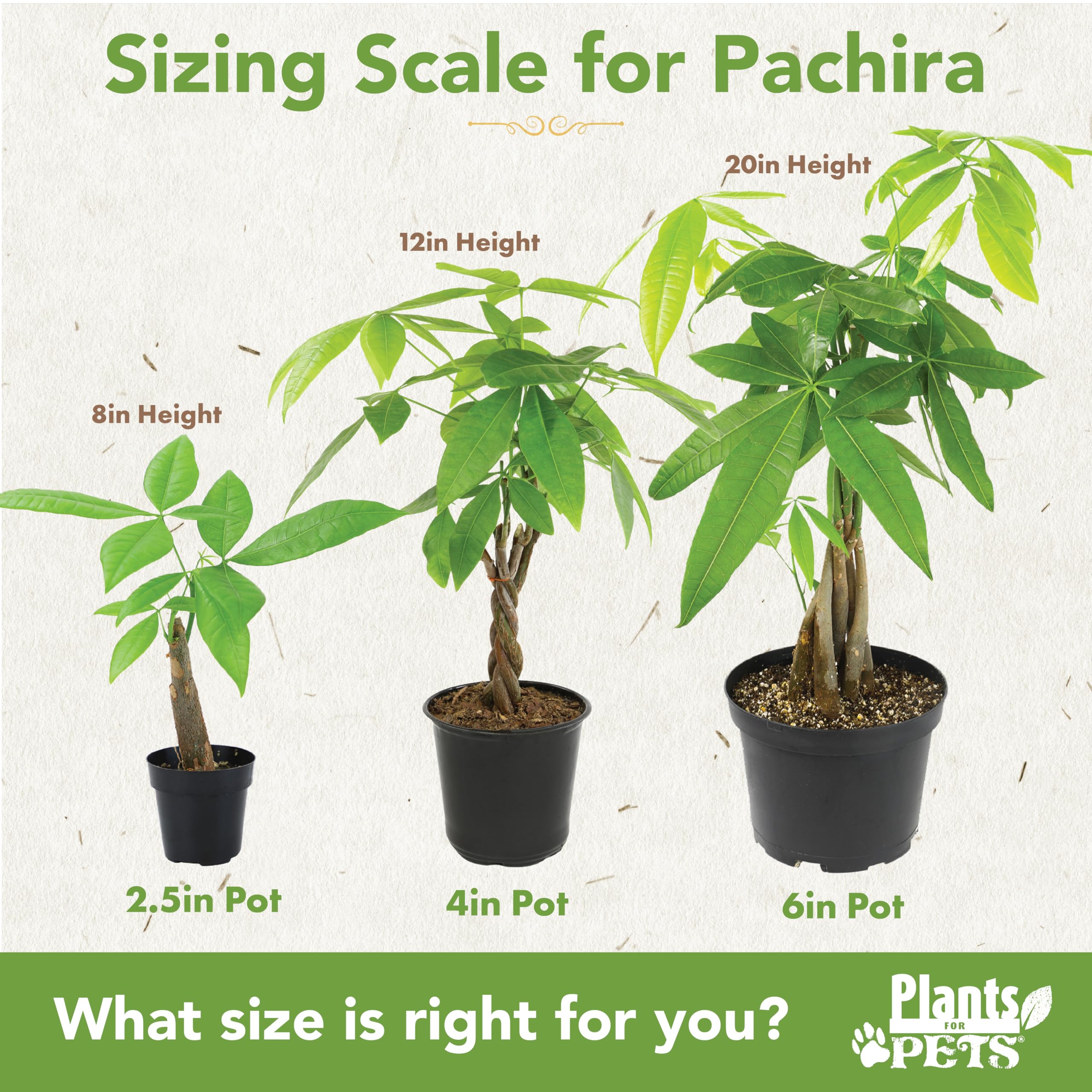 Plants for Pets money tree with pebble tray, demonstrating humidity care benefits