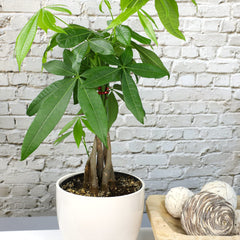 Plants for Pets money tree in 6-inch pot on table for size comparison and placement ideas