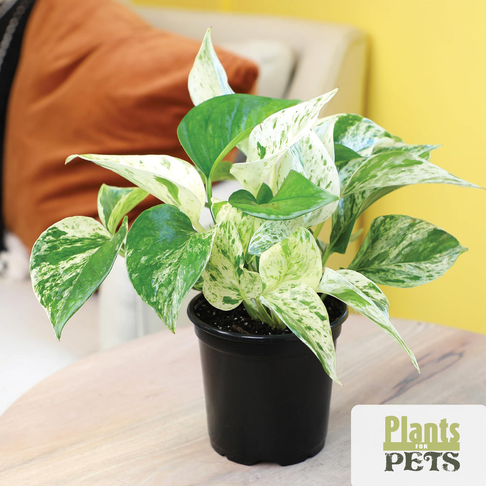 Plants for Pets pothos trailing on a shelf showing easy-to-care decorative benefit