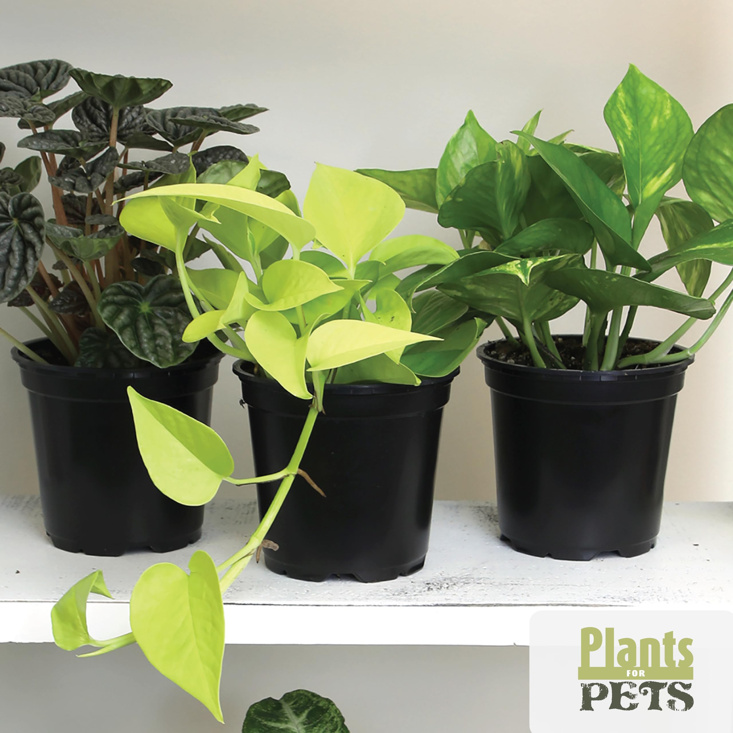 Plants for Pets hand holding pot for scale showing compact 4.25 inch size benefit