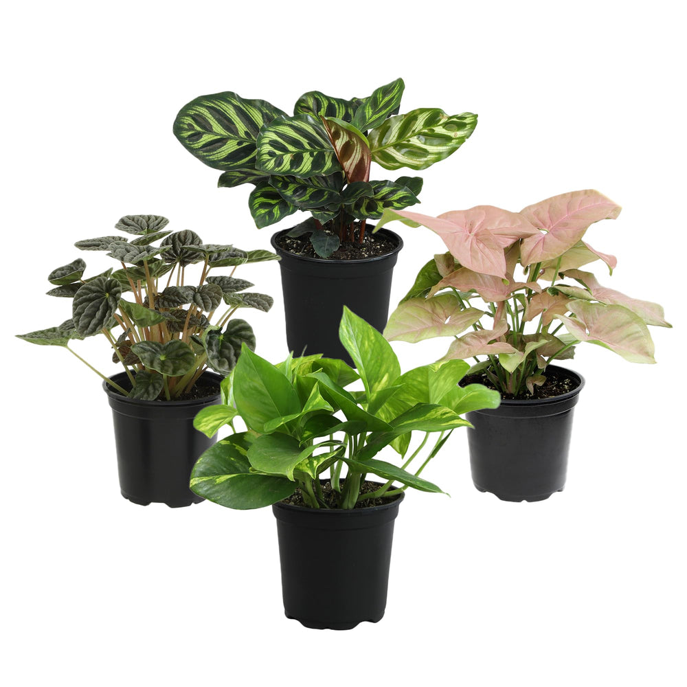 Plants for Pets snake plant in nursery pot demonstrating low-maintenance air-friendly greenery