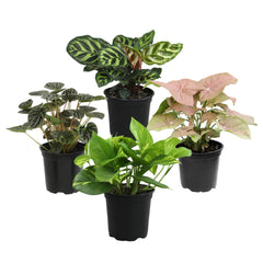 Plants for Pets snake plant in nursery pot demonstrating low-maintenance air-friendly greenery