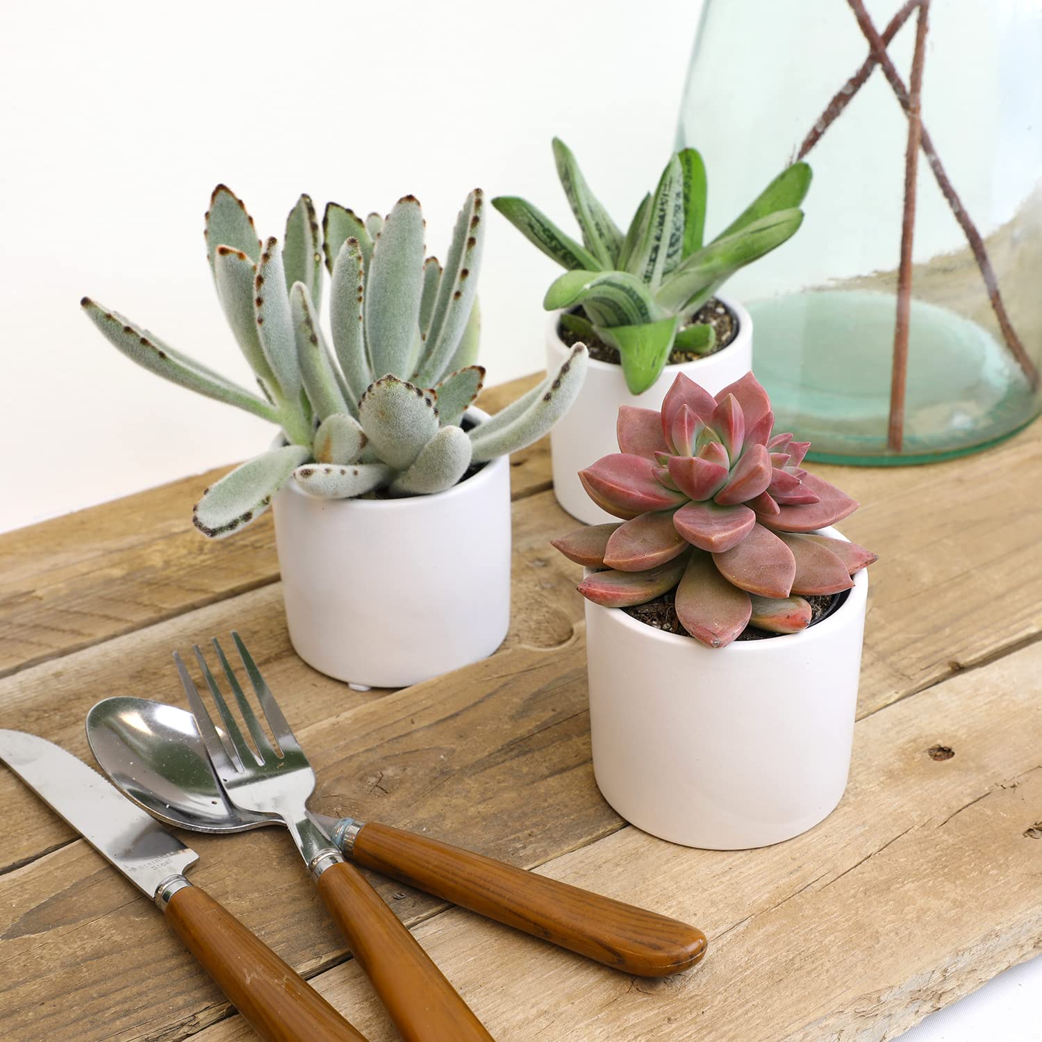 Plants for Pets close-up texture of succulent leaves highlighting sculptural form