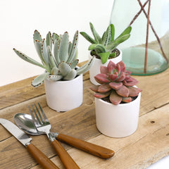 Plants for Pets close-up texture of succulent leaves highlighting sculptural form