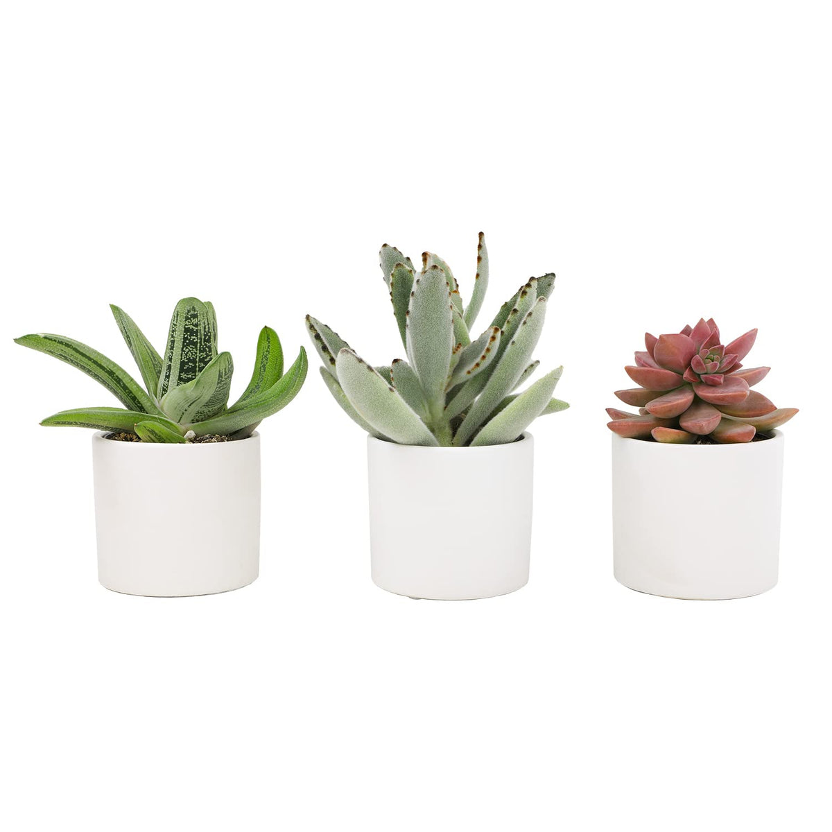 Plants for Pets front view showing three potted succulents for instant decor