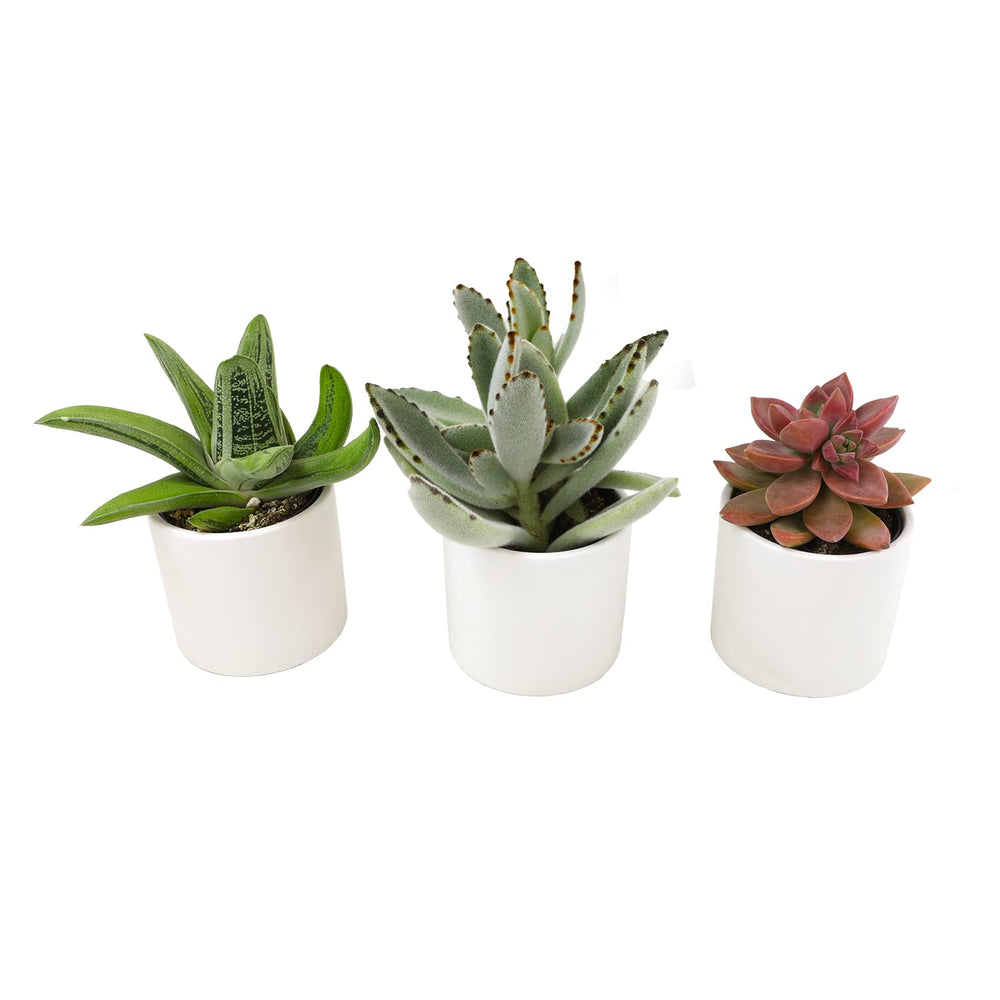 Plants for Pets three white pots grouped together for easy tabletop styling
