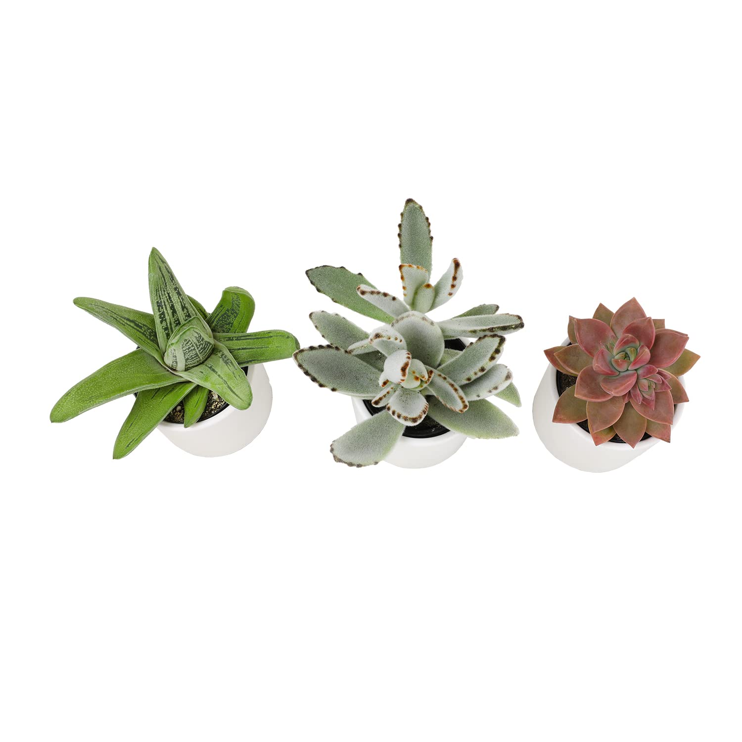 Plants for Pets succulents on windowsill demonstrating bright-indirect light benefit