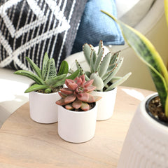 Plants for Pets pot label and rim detail showing clean glazed planter finish