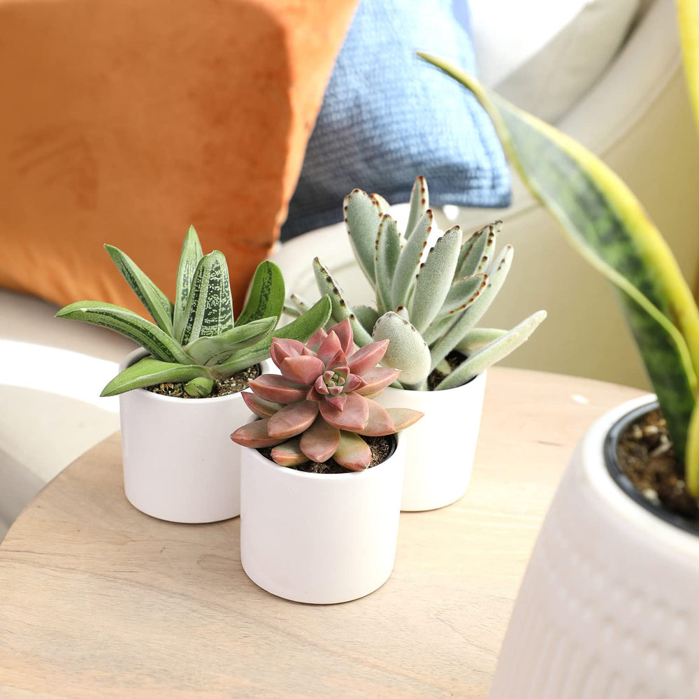 Plants for Pets with a coin for scale showing compact small-plant size