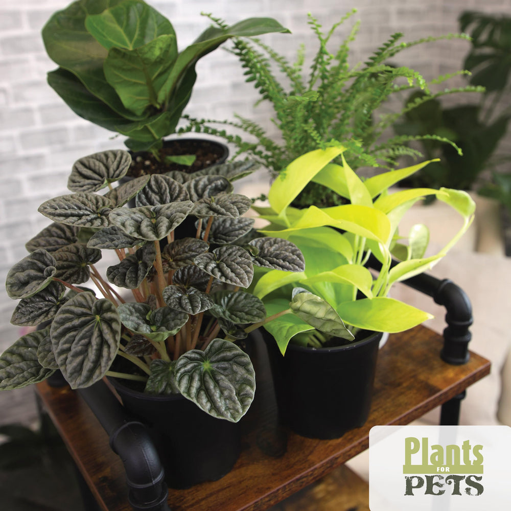 Plants for Pets top-down view showing variety of leaves and mix of popular plants