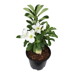 Plants for Pets white desert rose caudex and trunk detail, displays bonsai-like form