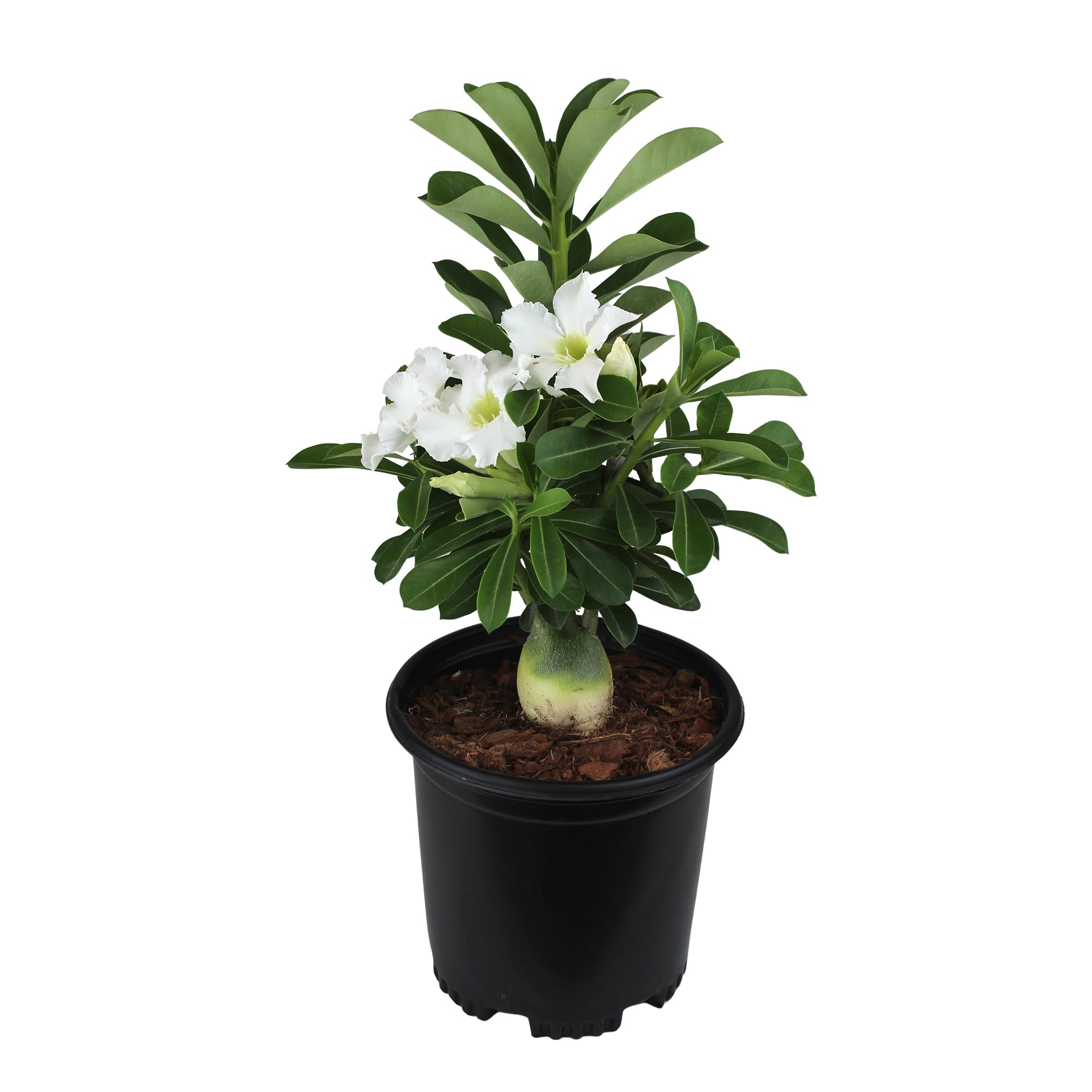 Plants for Pets white desert rose front view showing full plant and pot, enhances decor