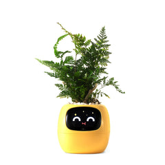 PLANTSIO front view yellow showing modern planter and cheerful display benefit