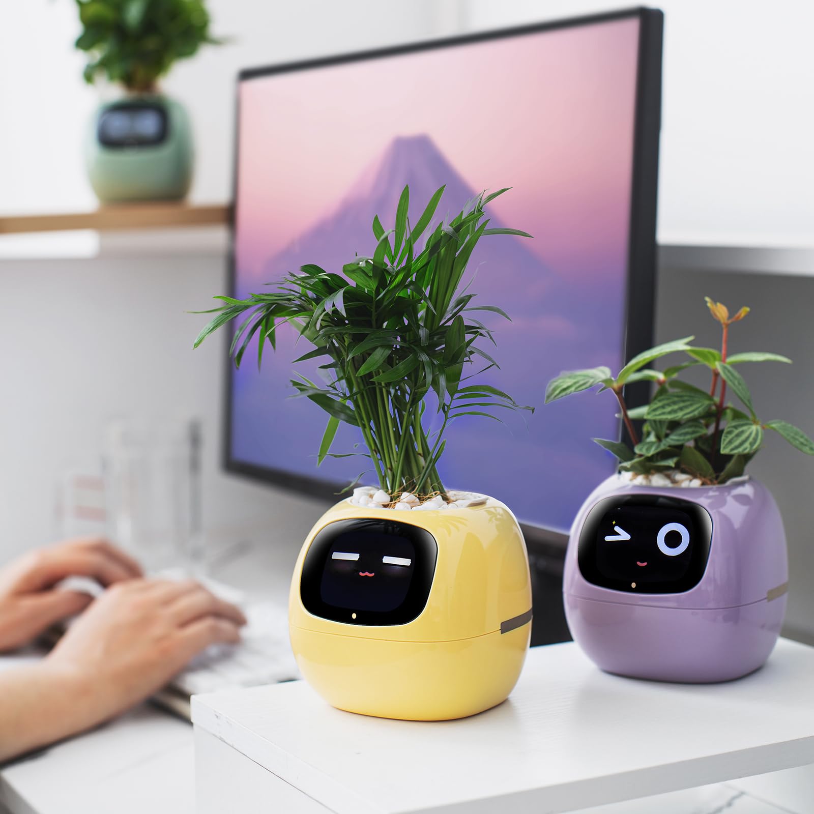 PLANTSIO gift packaging scene presenting ready-to-give modern gift benefit