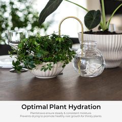 Plantstraws wick cotton-fiber detail showing efficient water uptake benefit