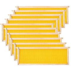 POLLIBEE front view of 10-pack medium frames showing neat packaging and ready supply benefit