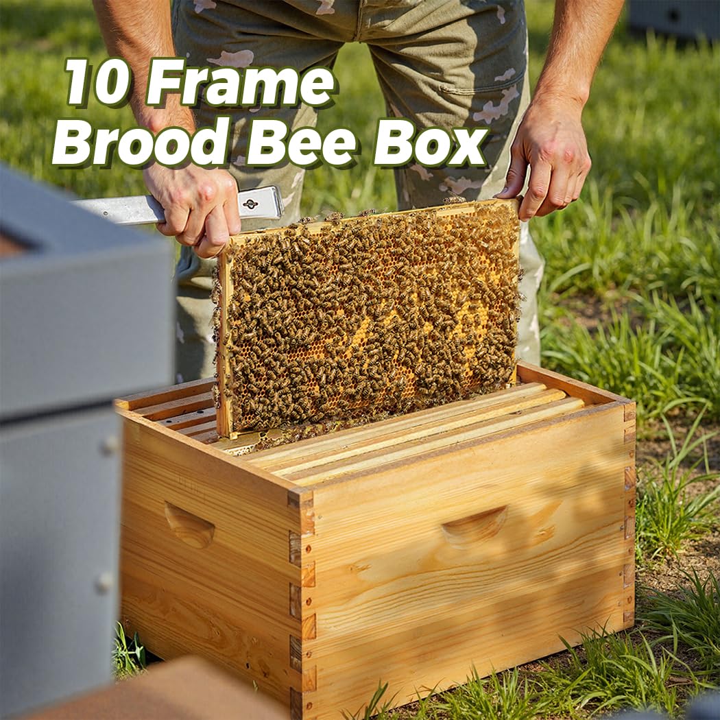 POLLIBEE hive body placed on a backyard stand showing practical colony placement
