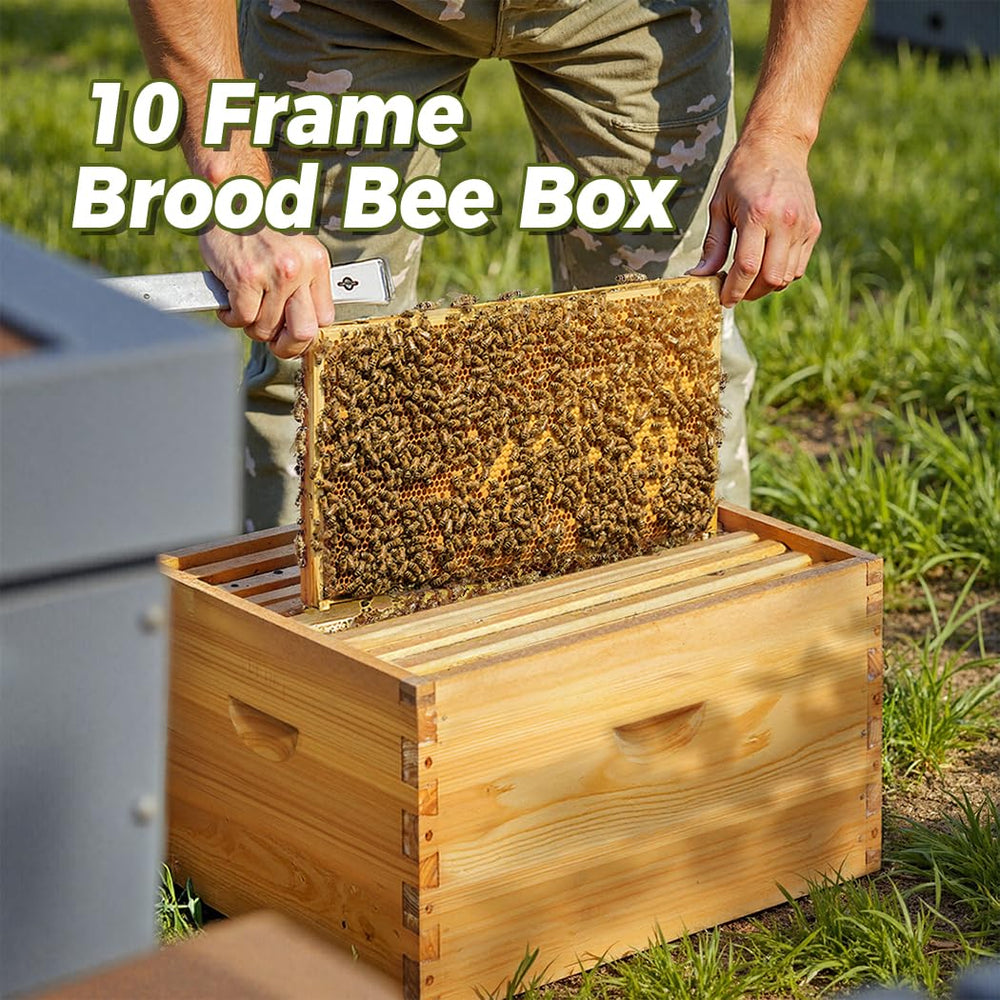 POLLIBEE hive body placed on a backyard stand showing practical colony placement