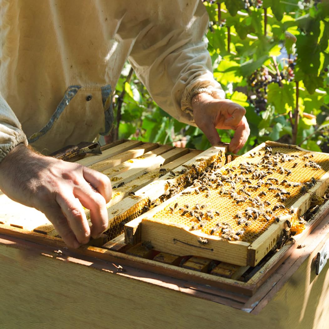 POLLIBEE medium frame beside ruler showing standard sizing benefit for hive compatibility