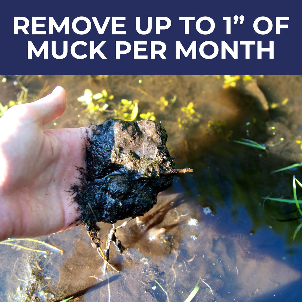 PondValue treated shoreline before and after showing reduced muck and clearer edge