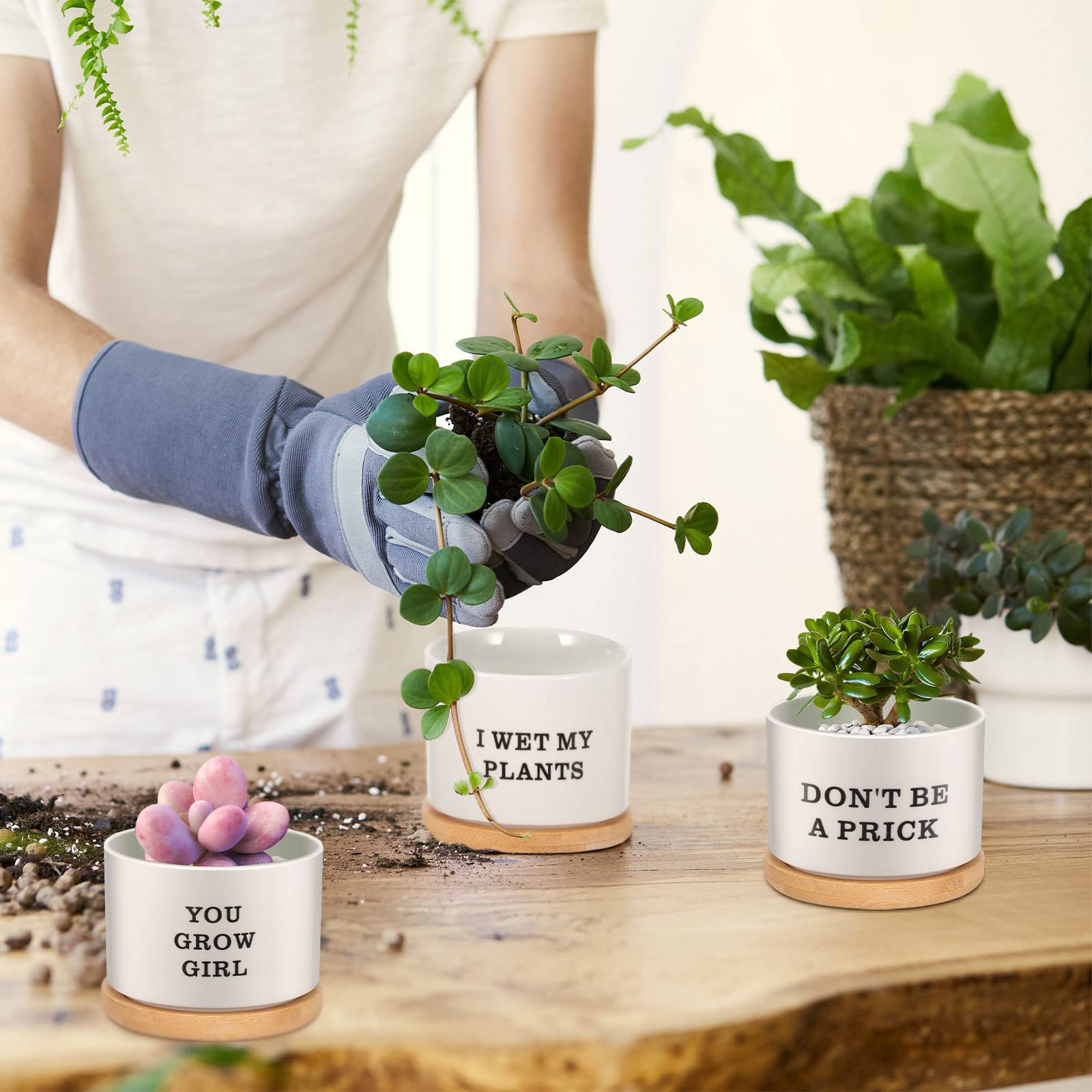 Potchen planted succulents on a desk adding green decor and cheer
