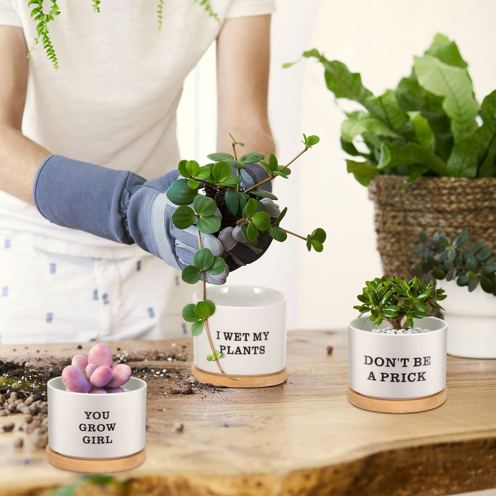Potchen planted succulents on a desk adding green decor and cheer