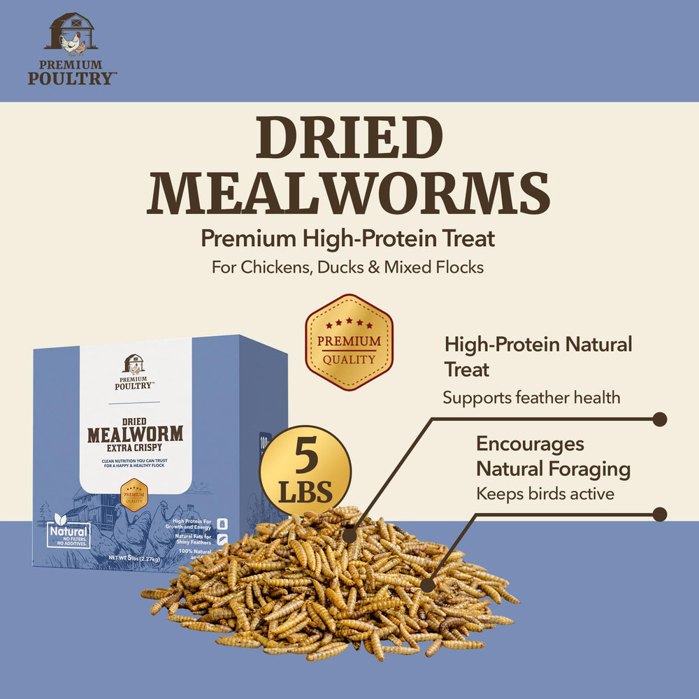 Premium Poultry bowl of mealworms being offered to chickens to encourage feeding