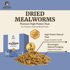 Premium Poultry bowl of mealworms being offered to chickens to encourage feeding