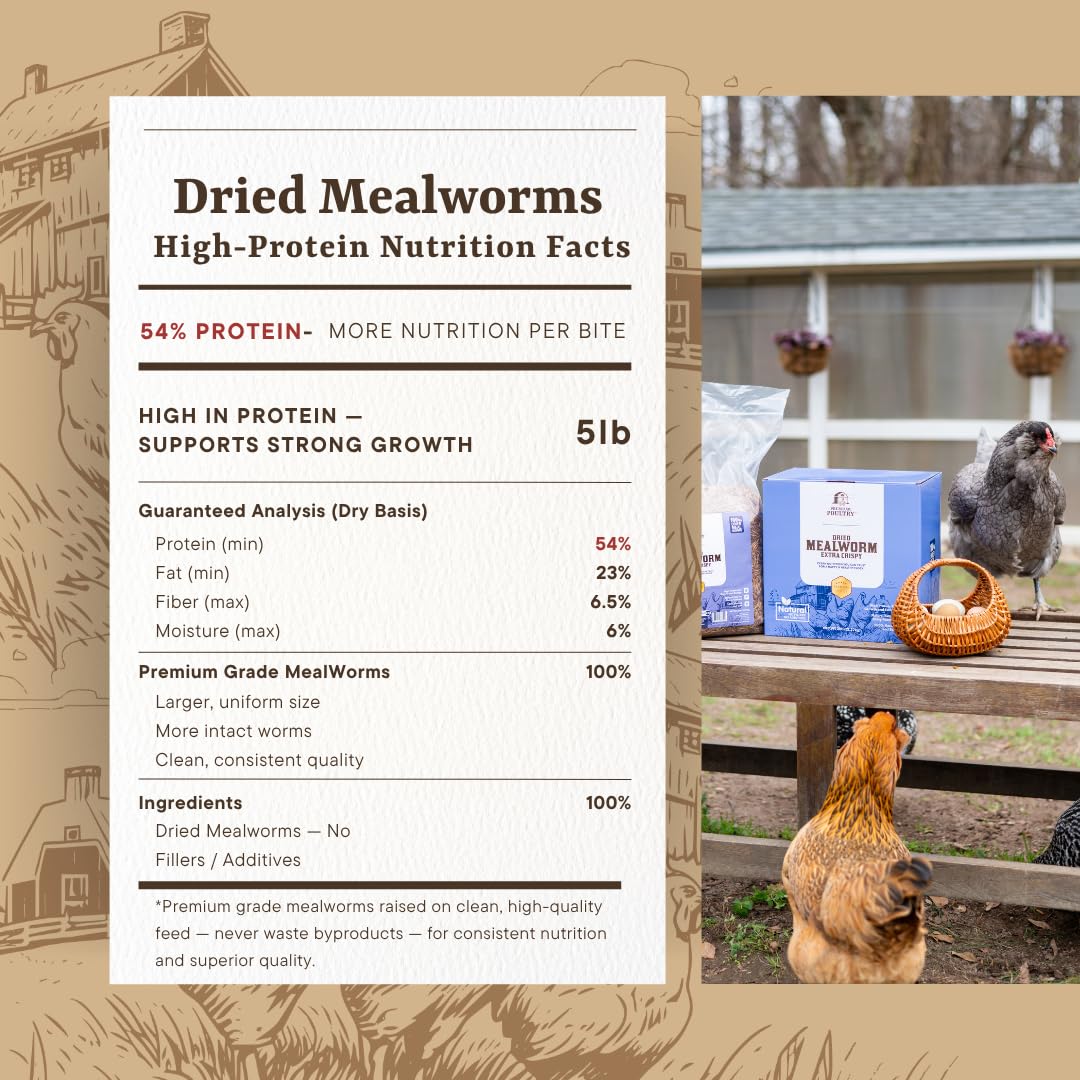 Premium Poultry mealworms being fed to a reptile as a nutritious protein treat