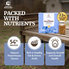 Premium Poultry mealworms scattered in coop promoting natural foraging and active hens