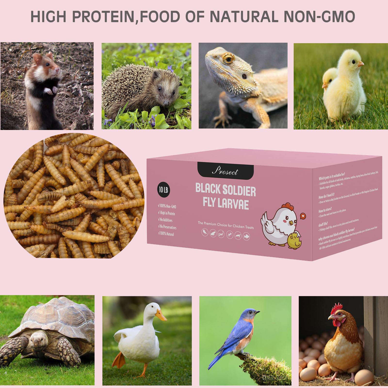 PROSECT close-up crunchy black soldier fly larvae texture with nutrient-rich appearance