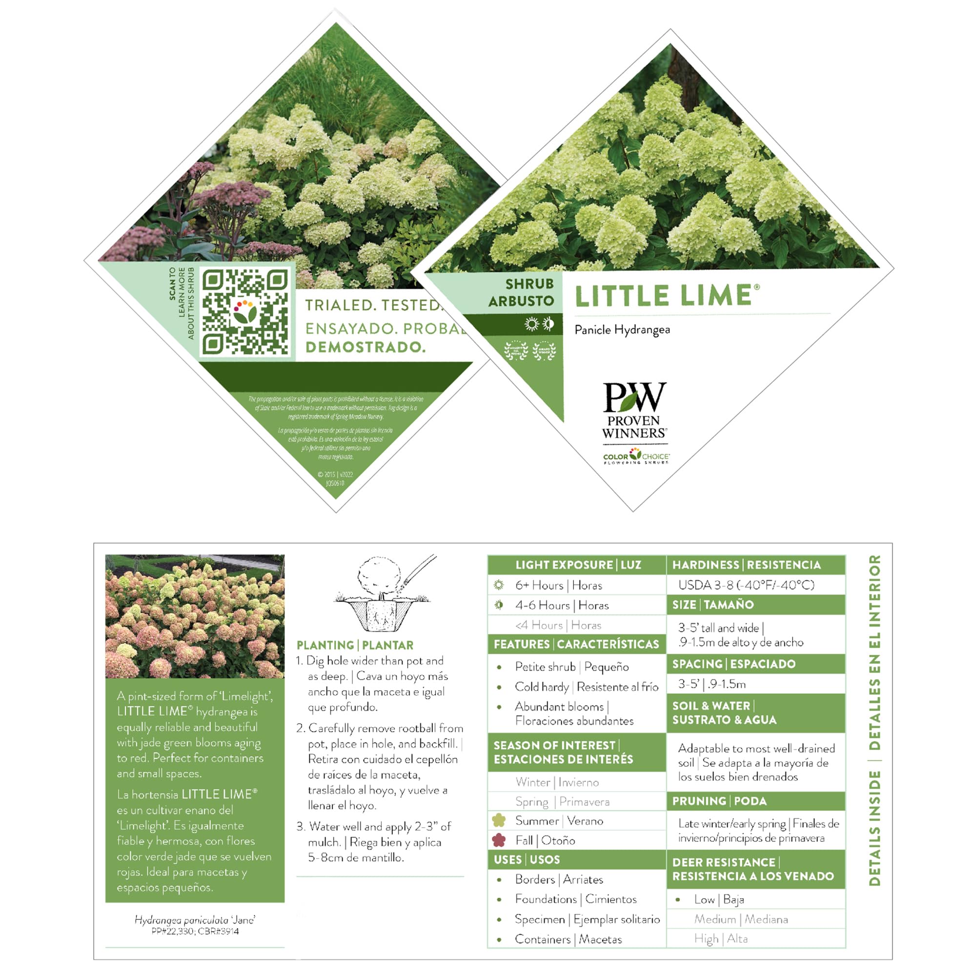 Proven Winner Little Lime close-up of lime-to-pink flower cluster for seasonal interest