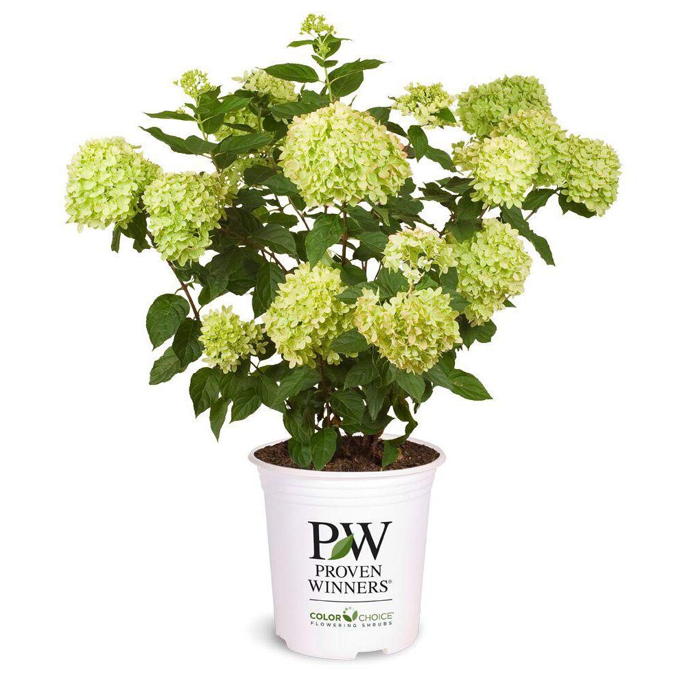 Proven Winner Little Lime front view showing compact shape and vibrant blooms