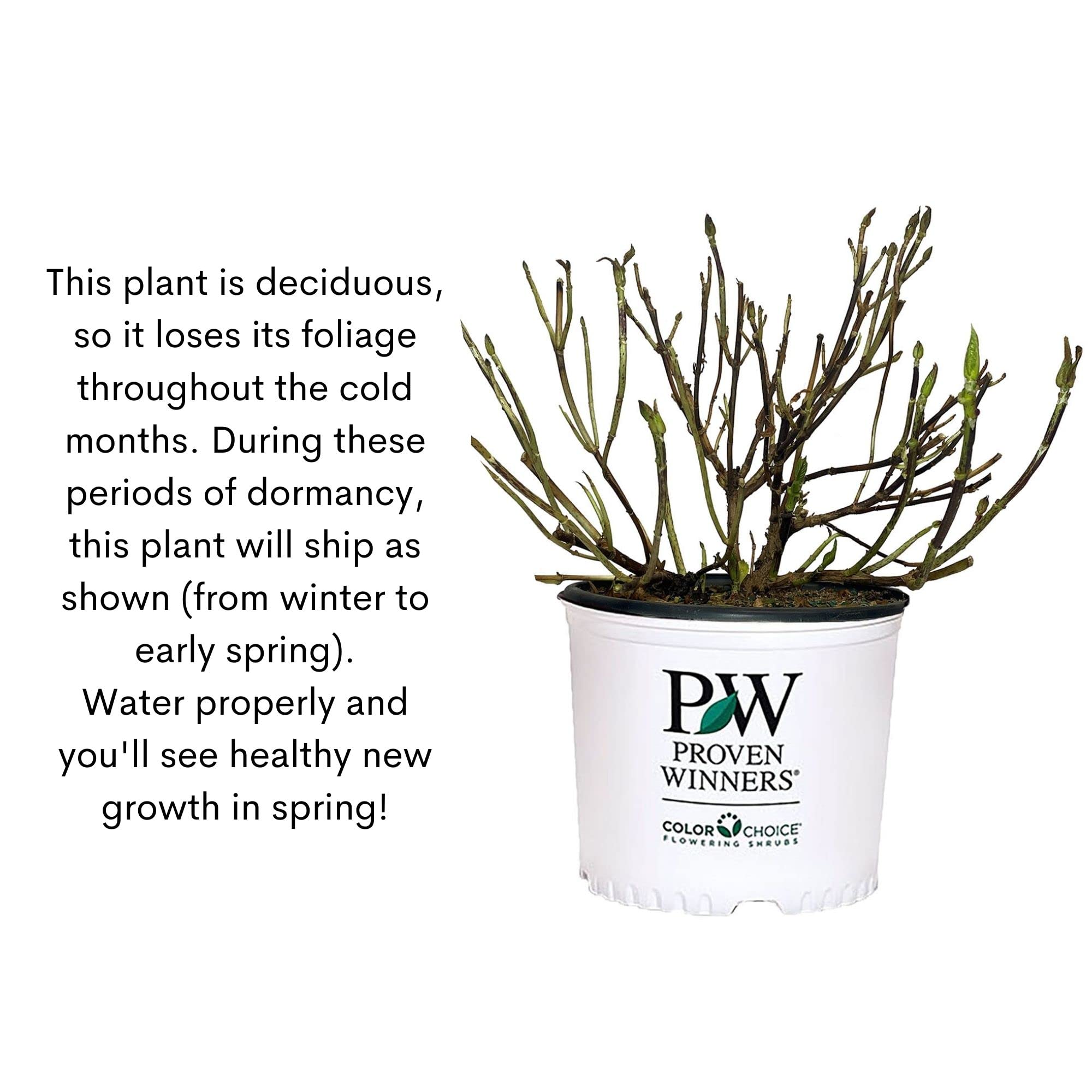 Proven Winner Little Lime label and nursery pot highlighting care and variety info