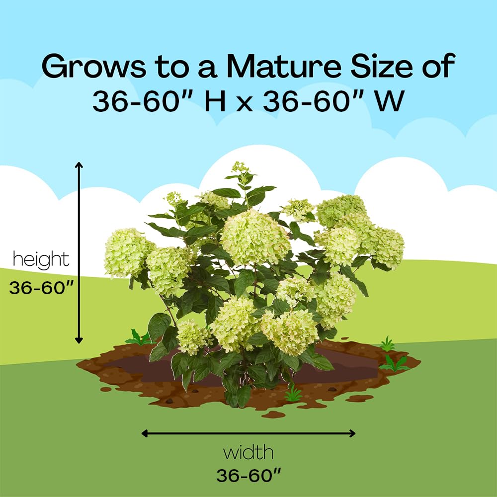 Proven Winner Little Lime beside a hand for scale showing compact mature size