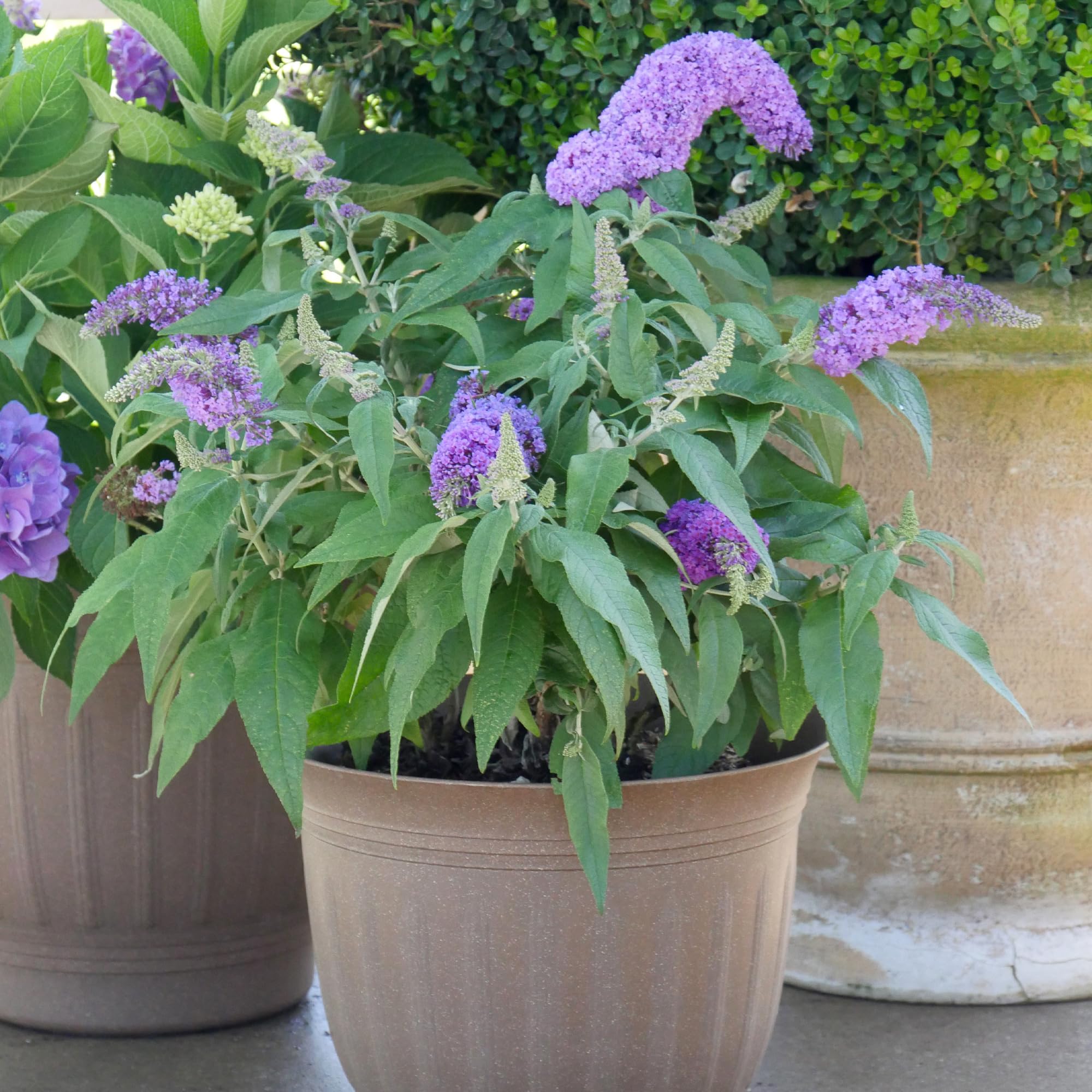 Proven Winner close-up of purple Pugster Amethyst blooms drawing pollinators