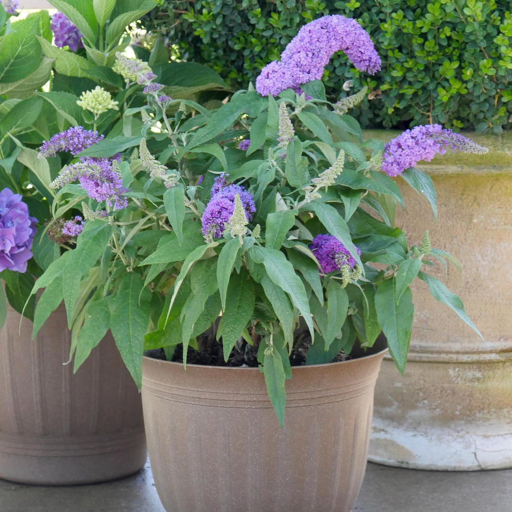 Proven Winner close-up of purple Pugster Amethyst blooms drawing pollinators