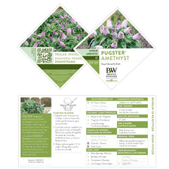 Proven Winner foliage detail of Pugster Amethyst showing healthy leaves and texture