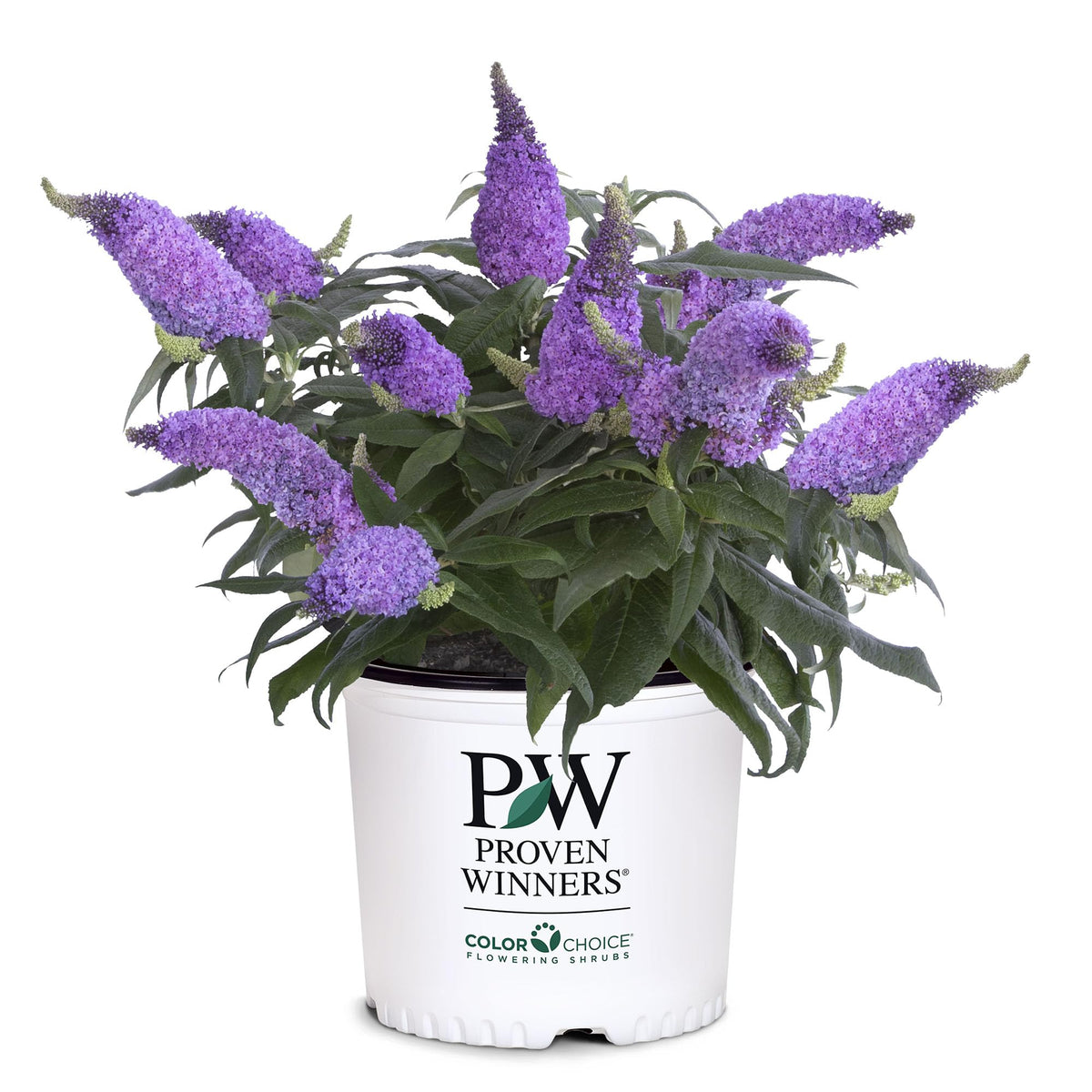 Proven Winner Pugster Amethyst front view showing compact habit and vibrant color