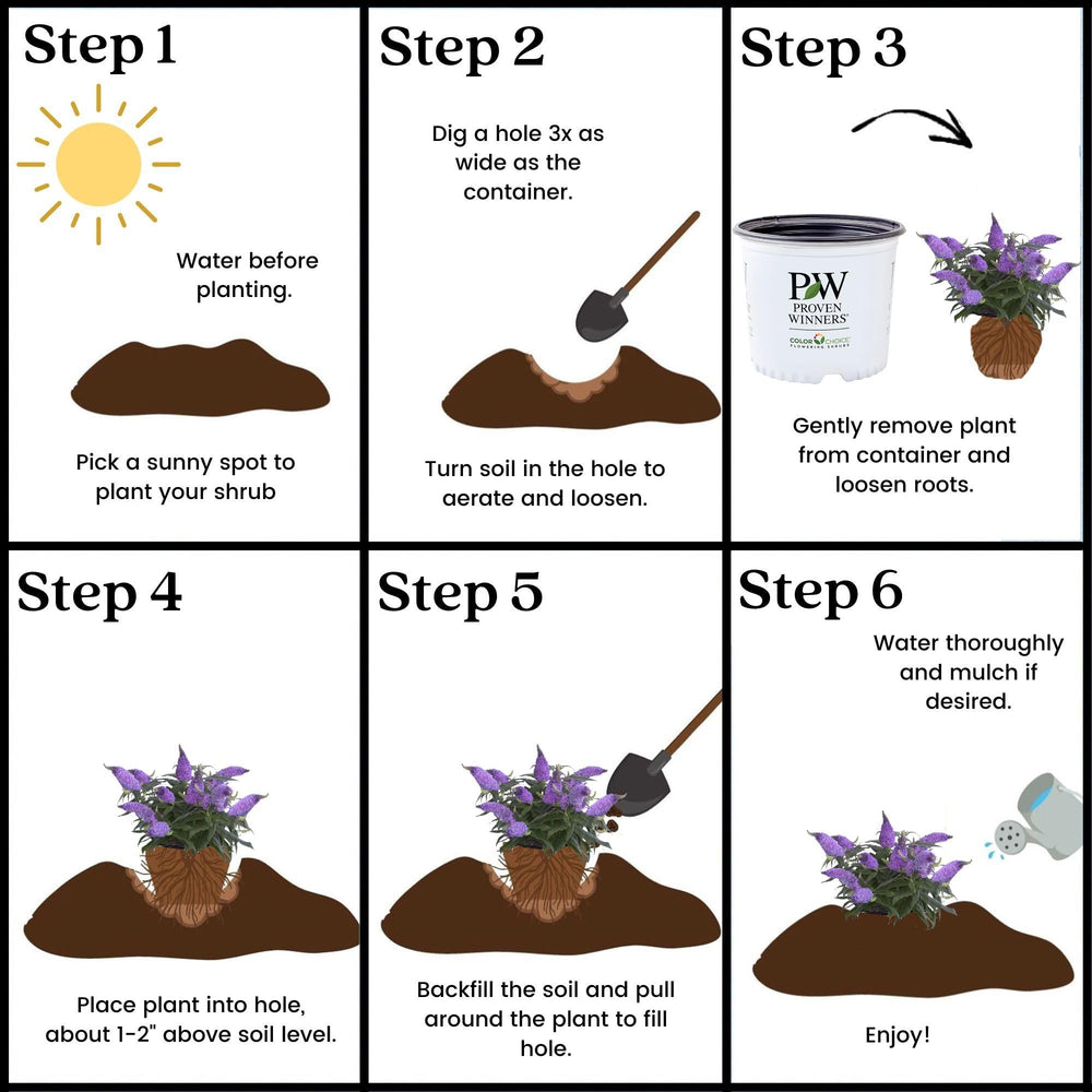 Proven Winner plant label and pot showing cultivar name and care information