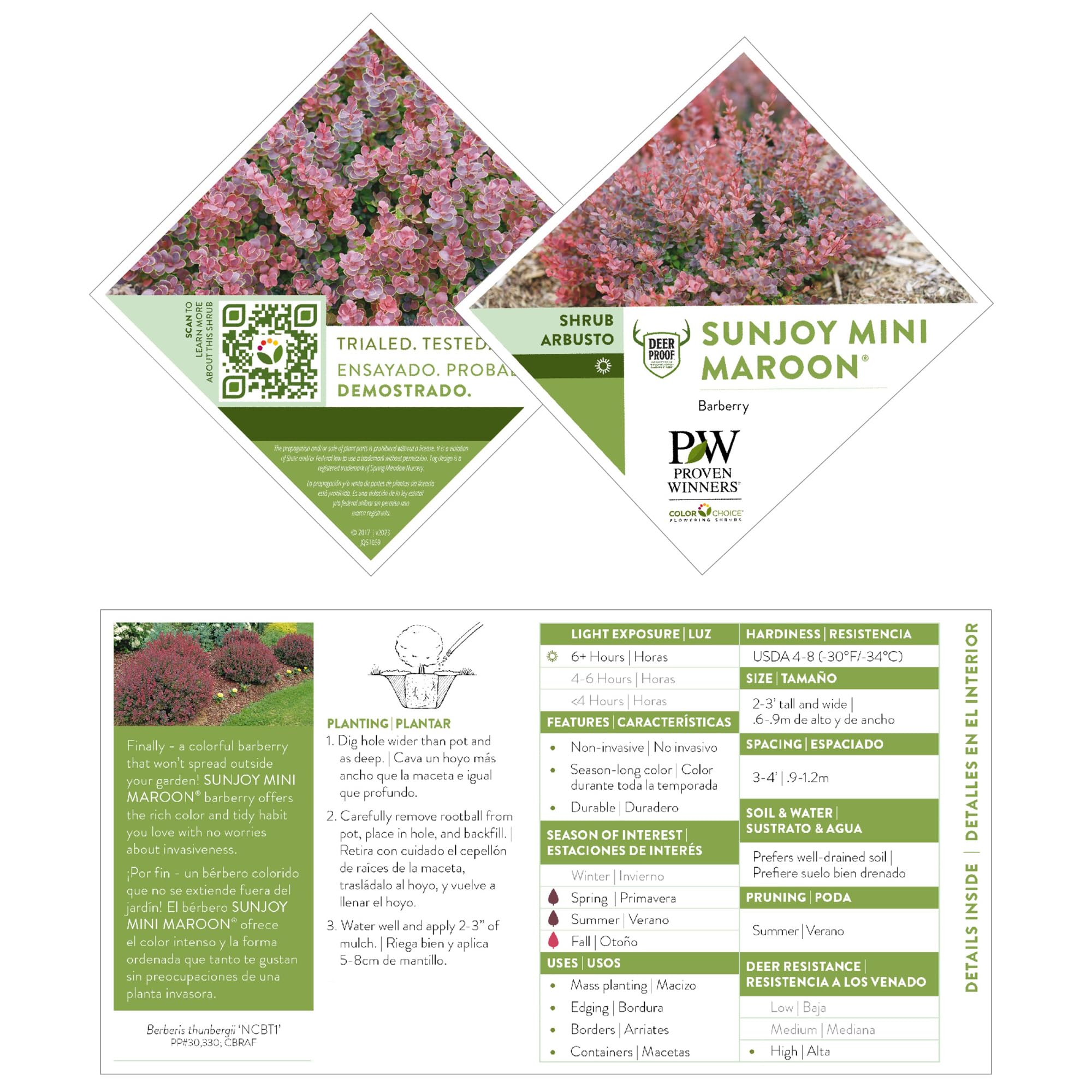 Proven Winner Sunjoy Mini Maroon foliage close-up highlighting rich purple-red leaves