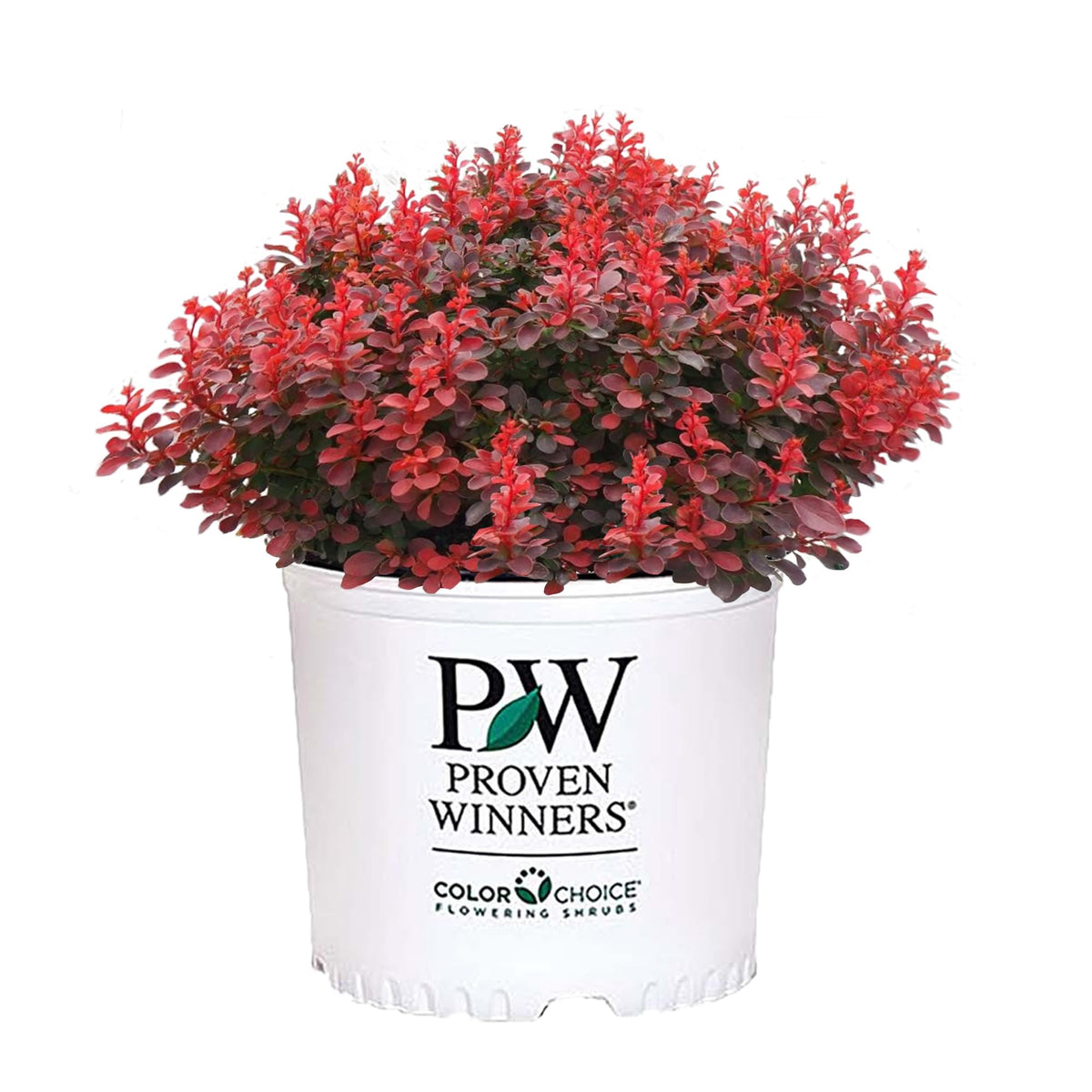 Proven Winner Sunjoy Mini Maroon front view showing neat mound and deep color