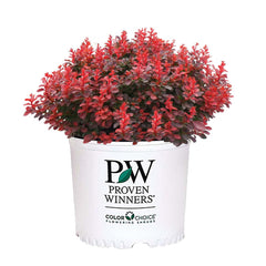 Proven Winner Sunjoy Mini Maroon front view showing neat mound and deep color